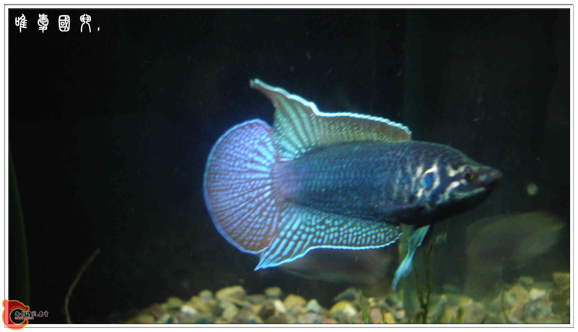 DSC04675_副本.jpg