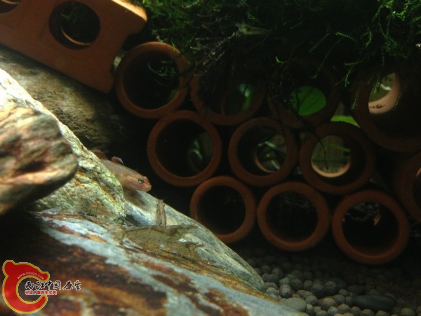 手机拍的大家将就看吧..