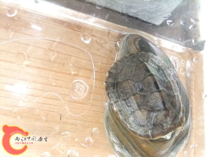 large_foS9_36fc00005c01118c.jpg