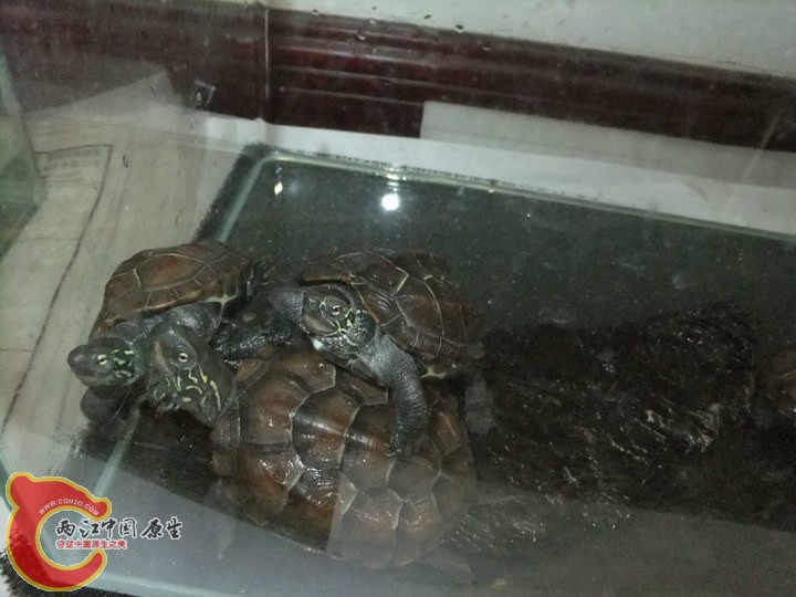 large_htAO_26140000af0f1190.jpg