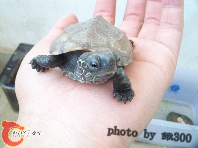 100_6791_副本_副本.jpg