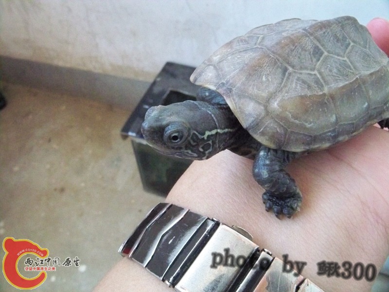 100_6793_副本_副本.jpg