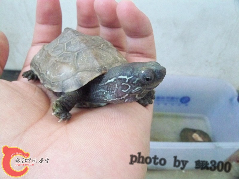 100_6794_副本_副本.jpg