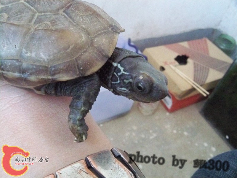 100_6797_副本_副本.jpg
