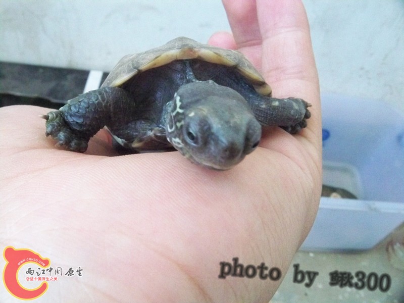 100_6798_副本_副本.jpg