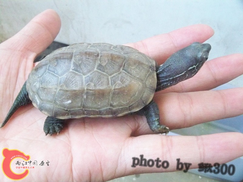 100_6799_副本_副本.jpg