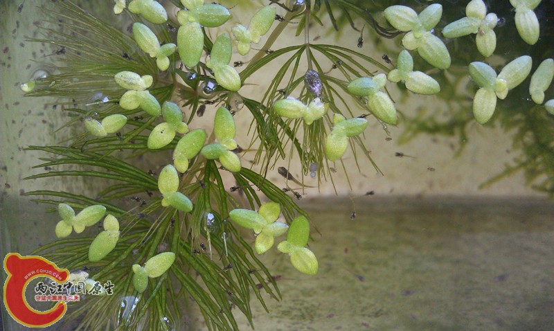 IMAG0868_副本.jpg