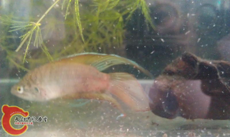 IMAG0906_副本.jpg