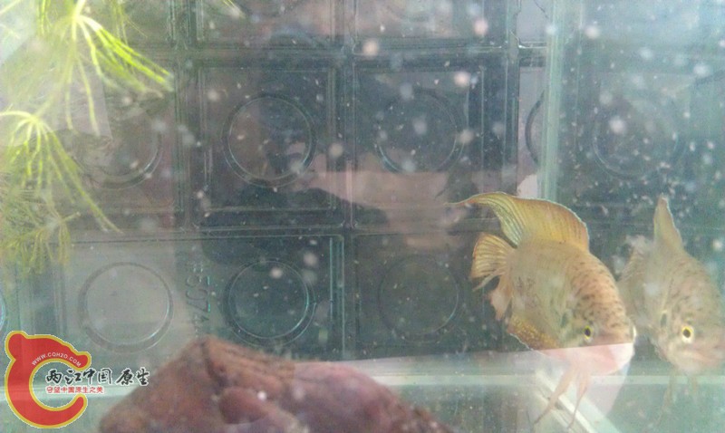 IMAG0903_副本.jpg