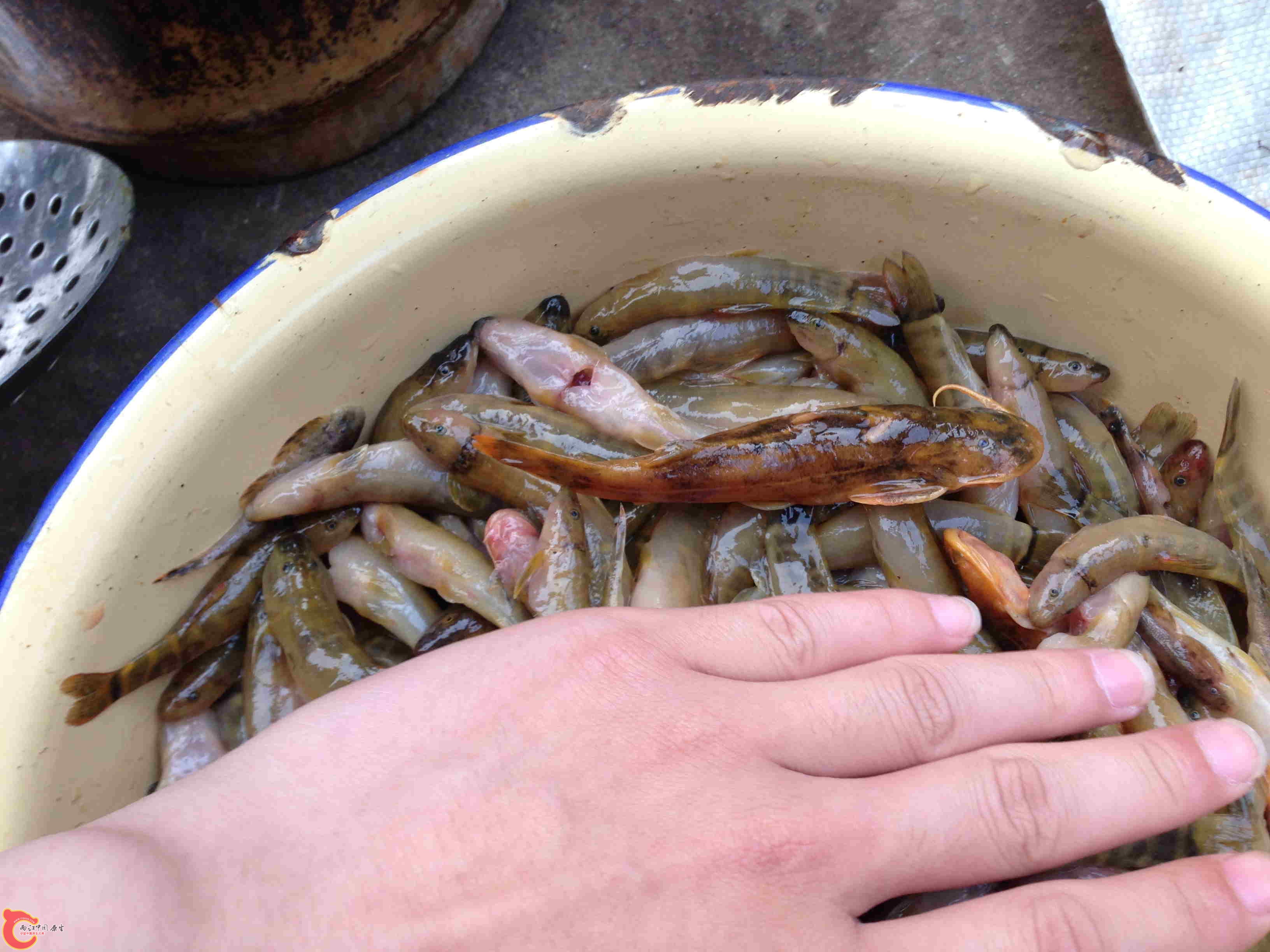 丽纹胸鮡.JPG