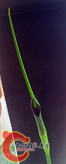 DSC_0449_副本.jpg