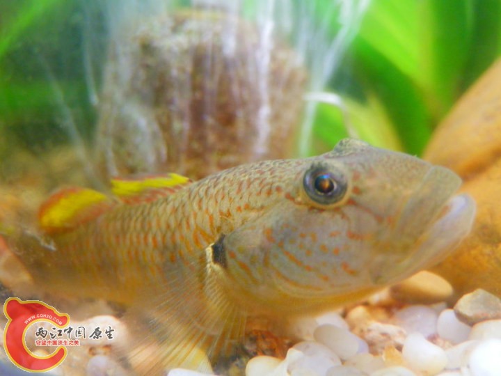 子陵的头部特写