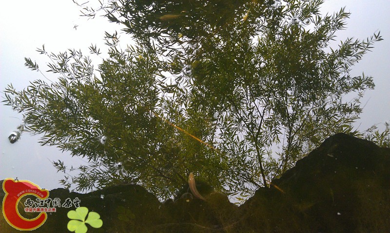 IMAG0915_副本.jpg