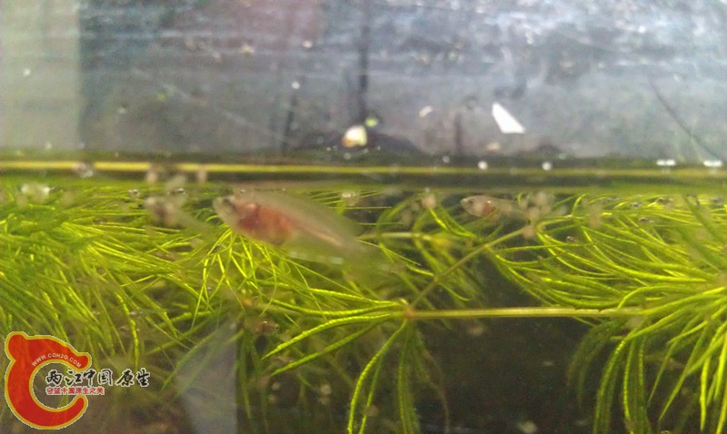 第十八天，第一窝最大条