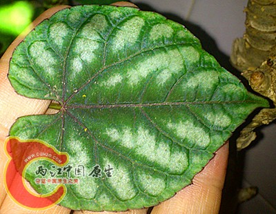DSC_0453_副本.jpg