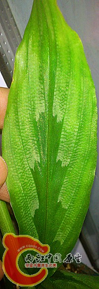 DSC_0455_副本.jpg