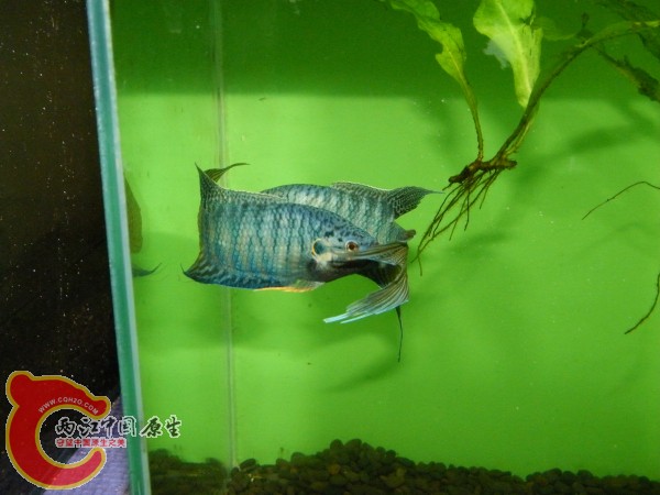 DSCF4983.jpg
