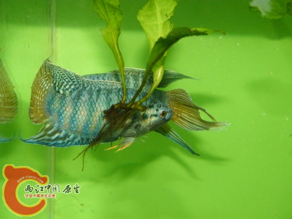 DSCF4986.jpg