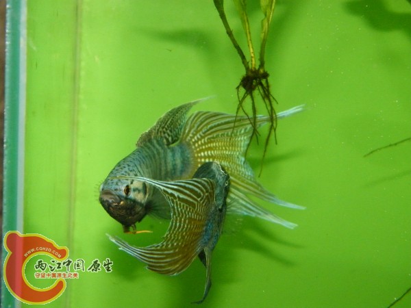 DSCF4987.jpg