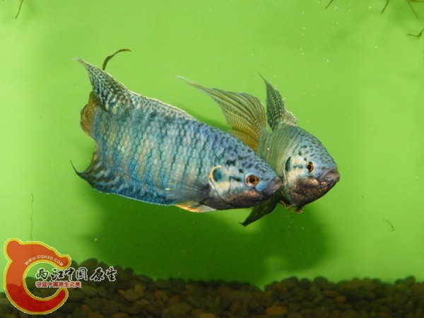 DSCF4988.jpg