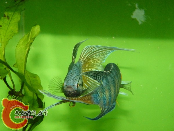 DSCF4991.jpg