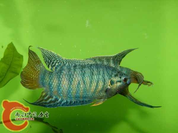 DSCF4994.jpg
