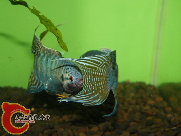 DSCF4996.jpg