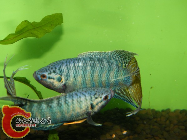 DSCF4997.jpg