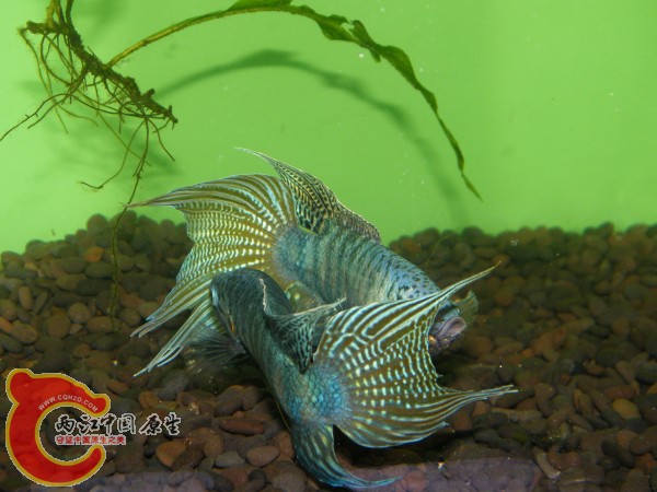 DSCF4998.jpg