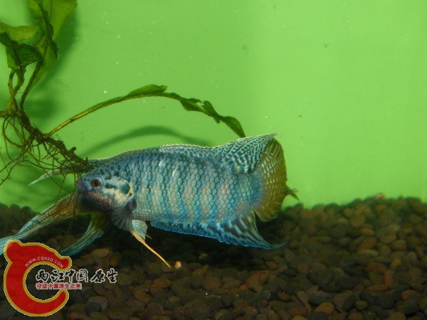DSCF4999.jpg