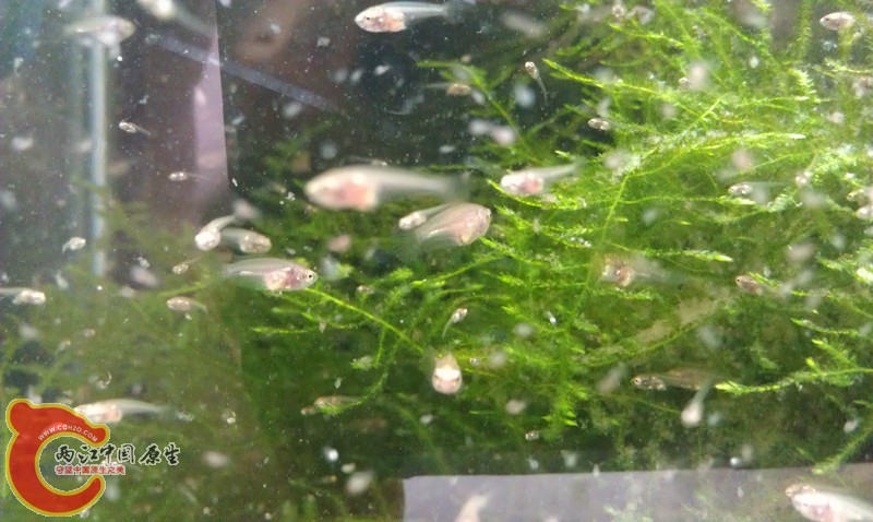 IMAG0952_副本.jpg