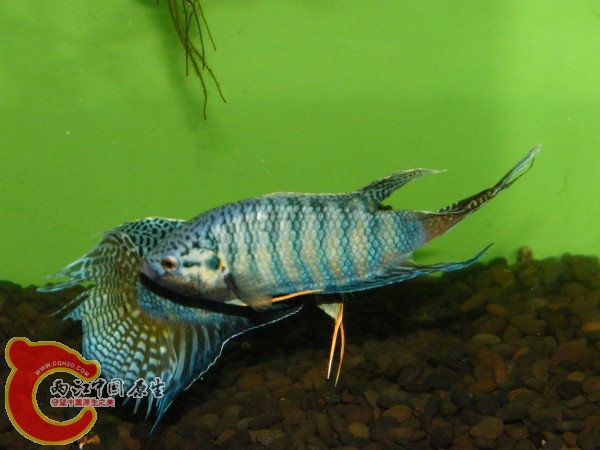 DSCF5016.jpg