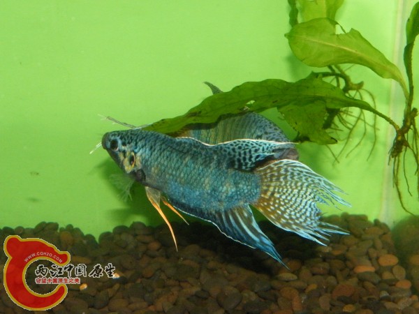 DSCF5025.jpg