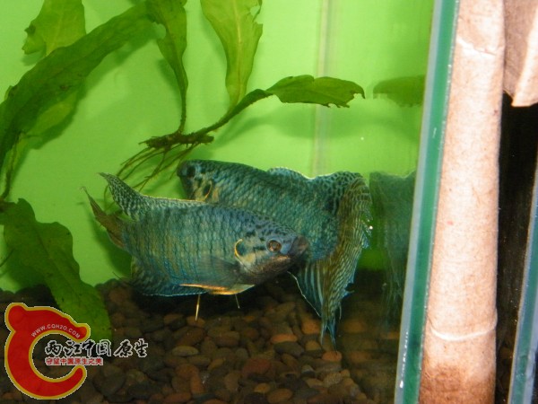 DSCF5027.jpg