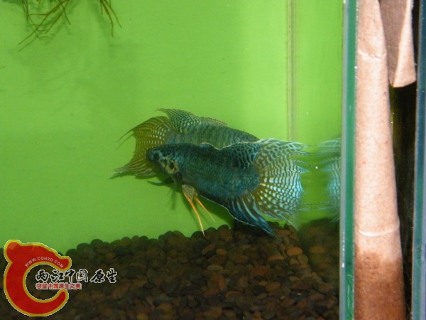 DSCF5031.jpg