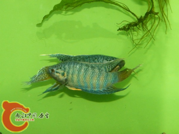 DSCF5033.jpg