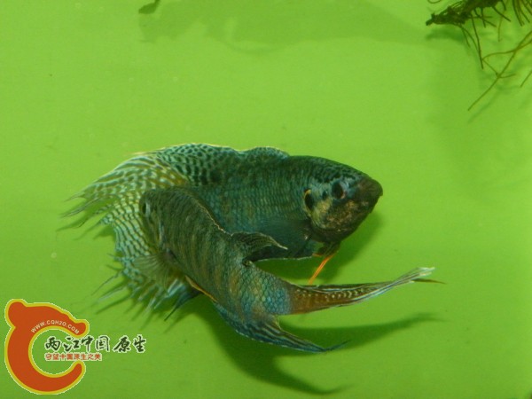 DSCF5034.jpg