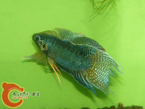 DSCF5035.jpg