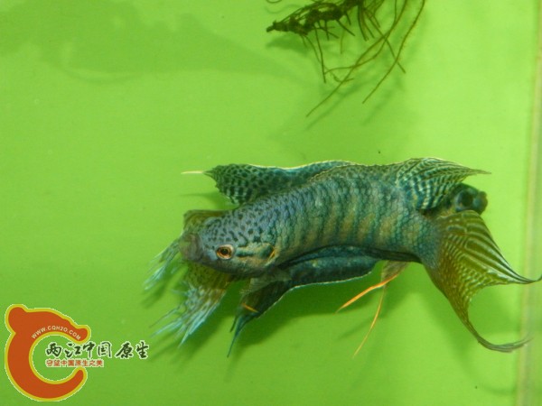 DSCF5036.jpg