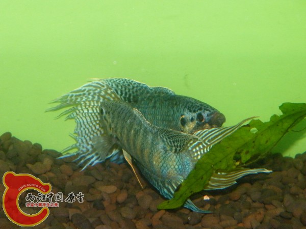 DSCF5038.jpg