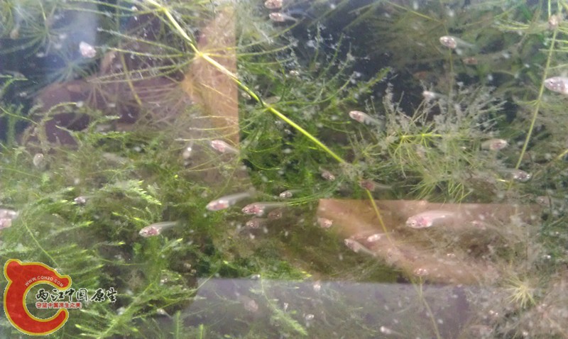 IMAG0964_副本.jpg