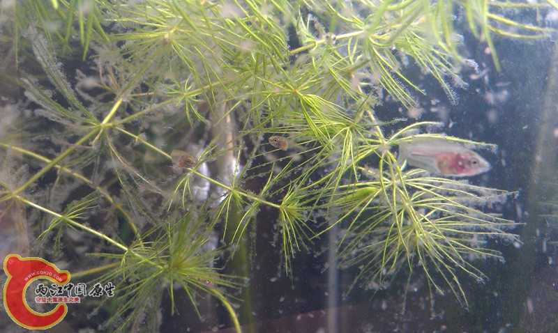 IMAG0971_副本.jpg