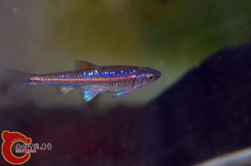 DSC_4385_副本_副本.jpg