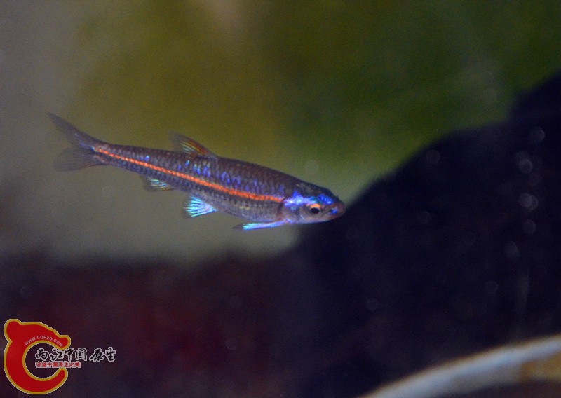 DSC_4384_副本_副本.jpg