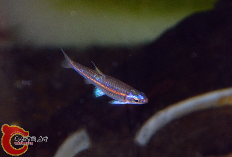 DSC_4377_副本_副本.jpg