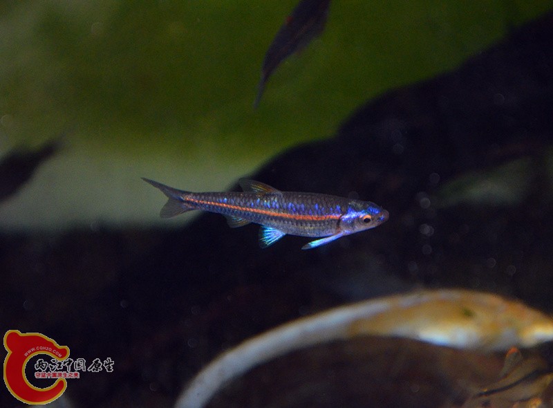 DSC_4376_副本_副本.jpg
