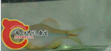 尾巴这里有黄点手机不给力。