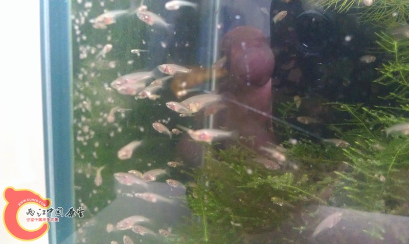 第23天鱼苗