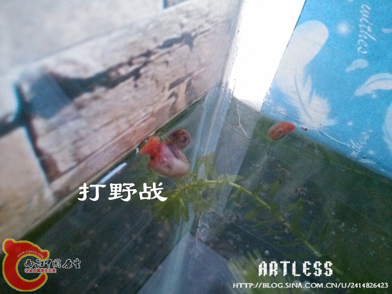 IMG_20130531_191917_副本.jpg