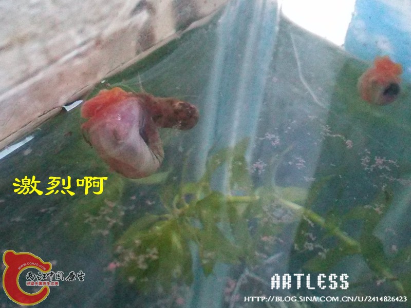 IMG_20130531_191936_副本.jpg